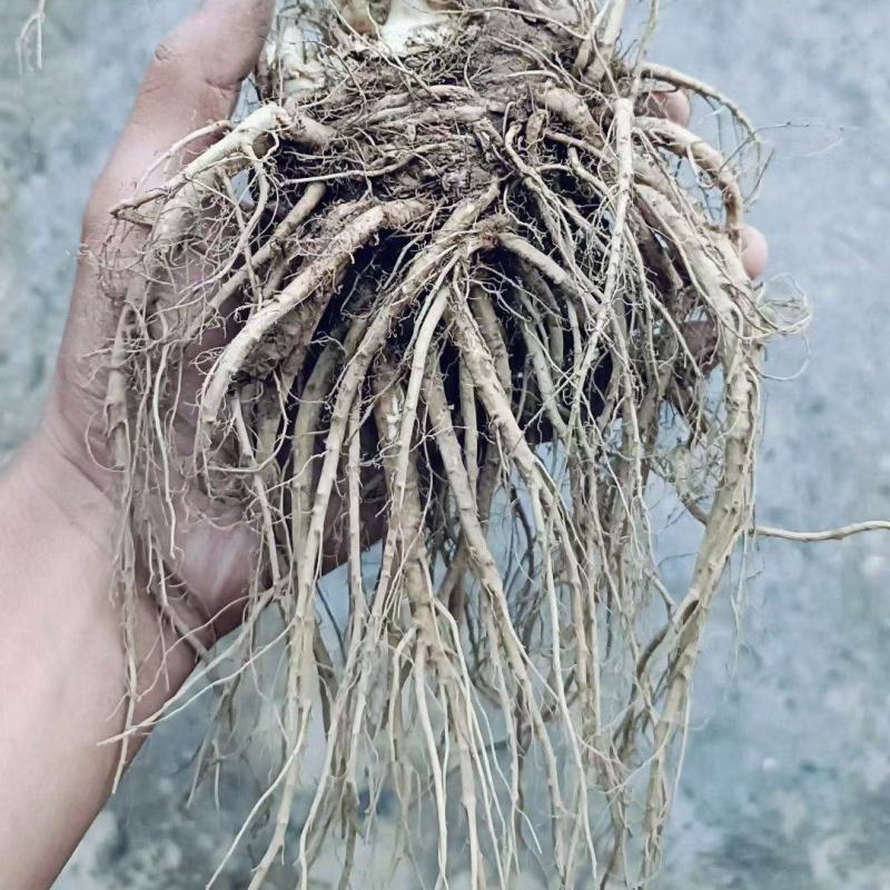 当归新鲜上市货源充足随时可聊欢迎老板联系长期合作