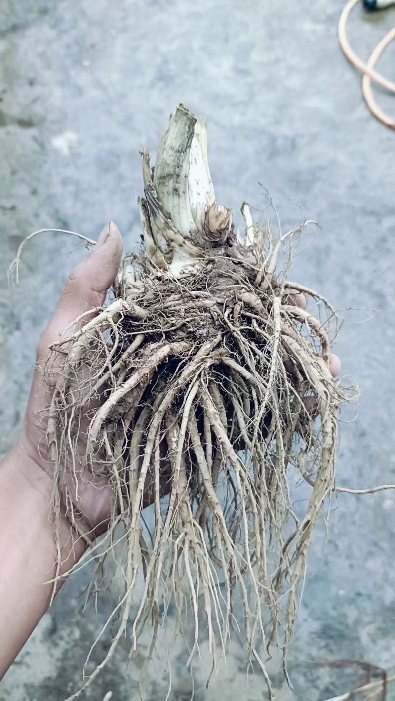 当归新鲜上市货源充足随时可聊欢迎老板联系长期合作