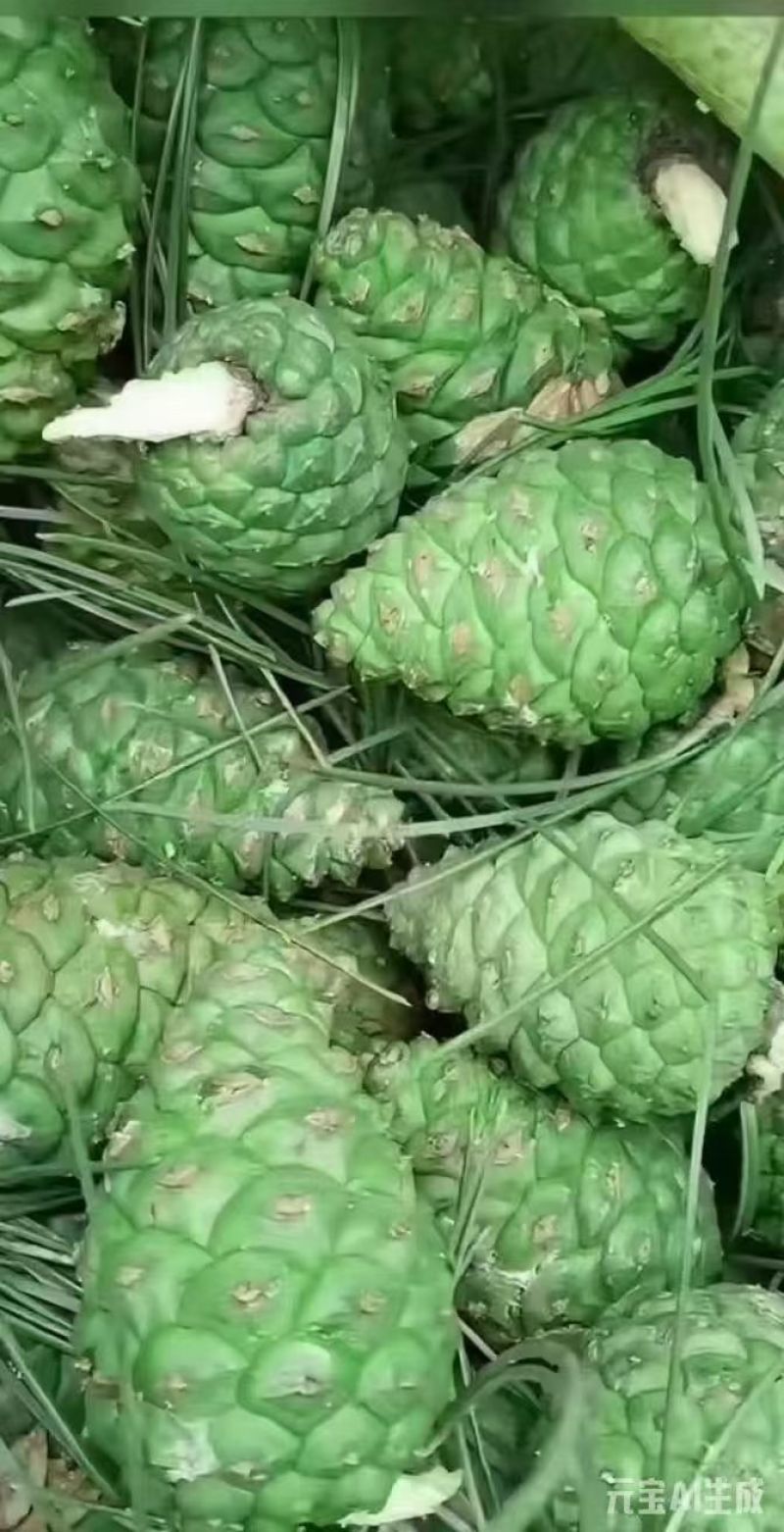 松塔