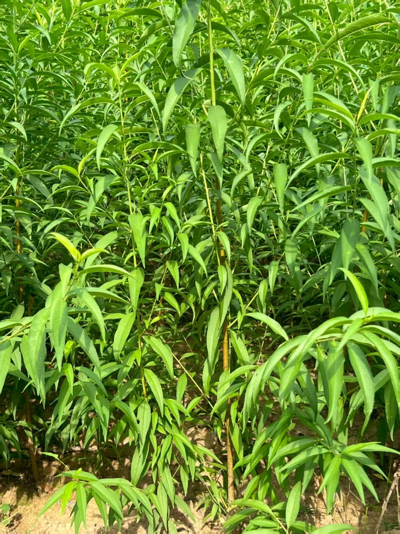 实生桃苗提供技术指导基地直发常年经营品种多规格齐全