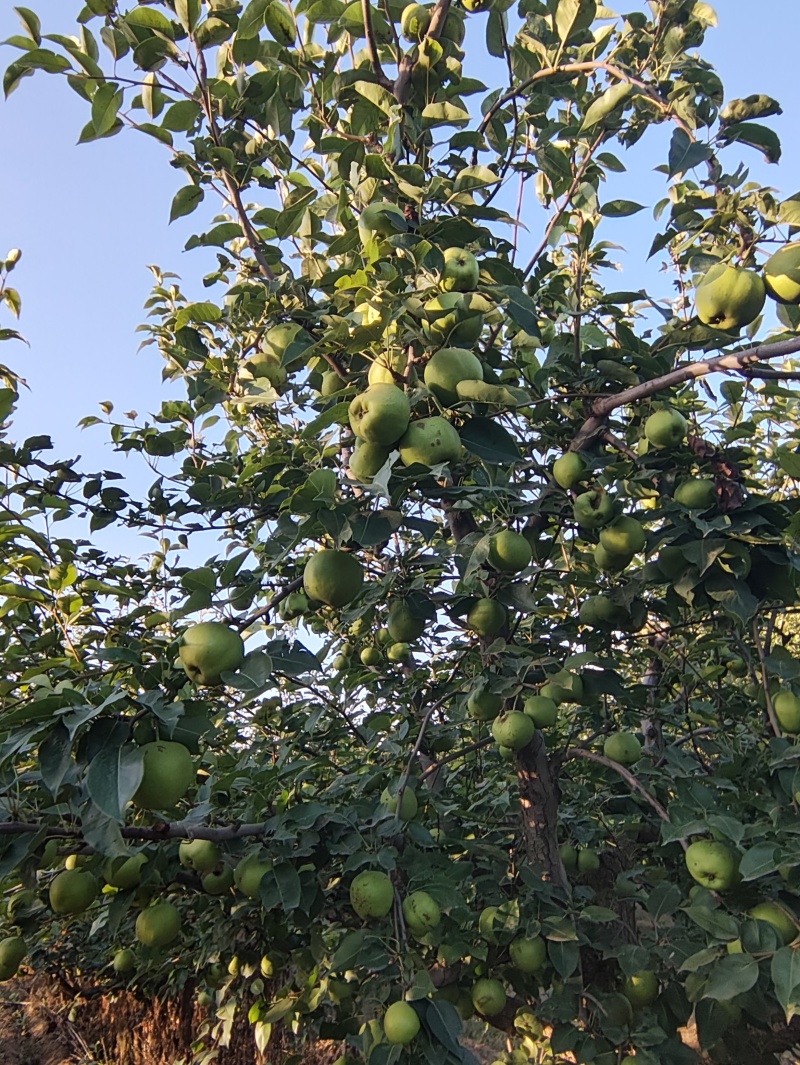 早酥梨