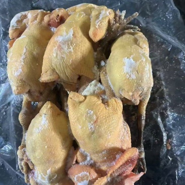 二级公鸡