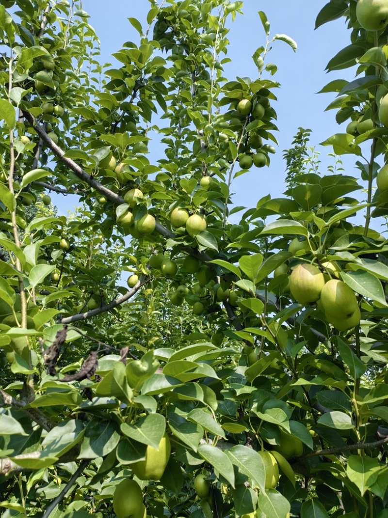 德州乐陵一百亩新梨七号，头茬，纯绿色，无催熟剂，自然成熟，