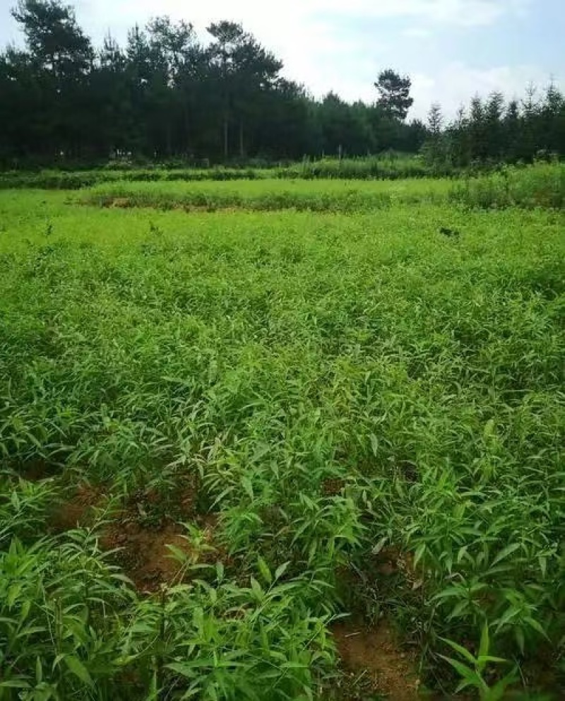嫁接桃树苗常年出售品质有保障提供技术指导坐果多价格实惠