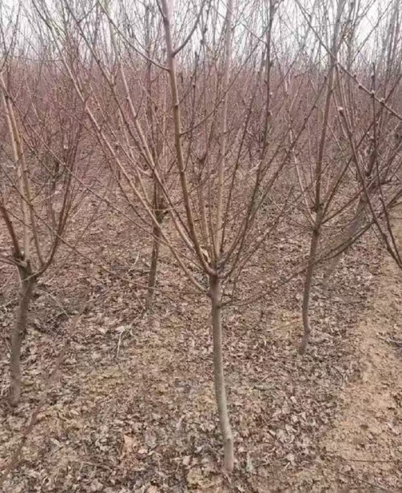嫁接桃树苗常年出售品质有保障提供技术指导坐果多价格实惠