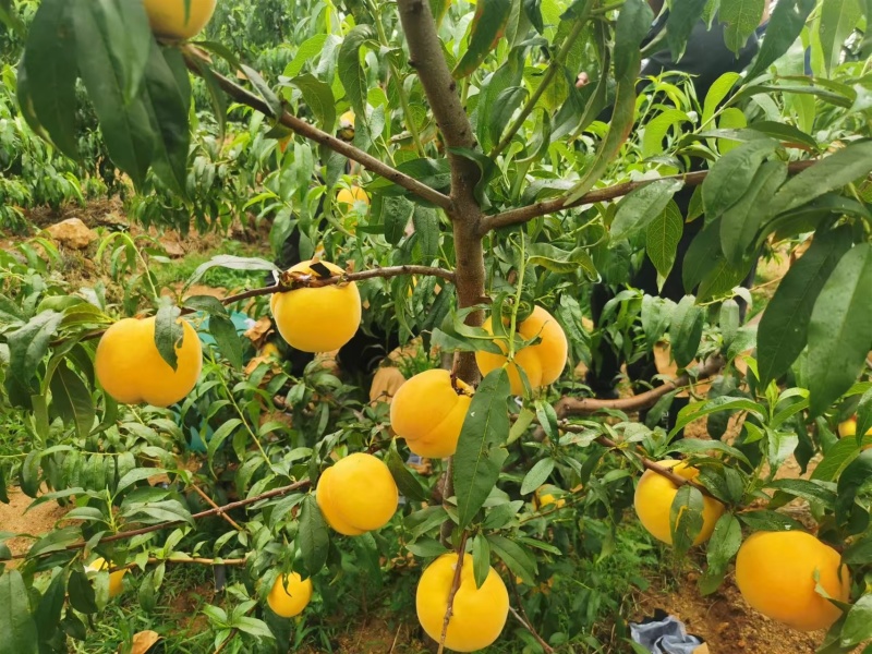 嫁接桃树苗常年出售品质有保障提供技术指导坐果多价格实惠