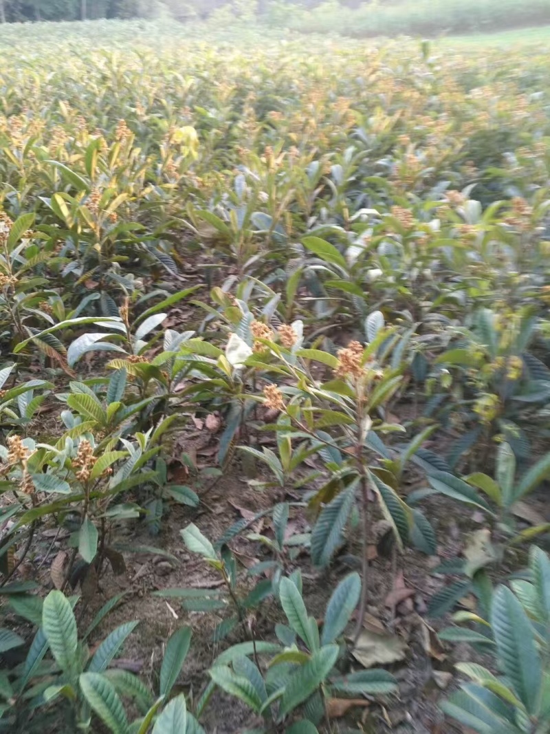 嫁接枇杷树苗成活率高挂果多口感佳规格齐全提供技术指导