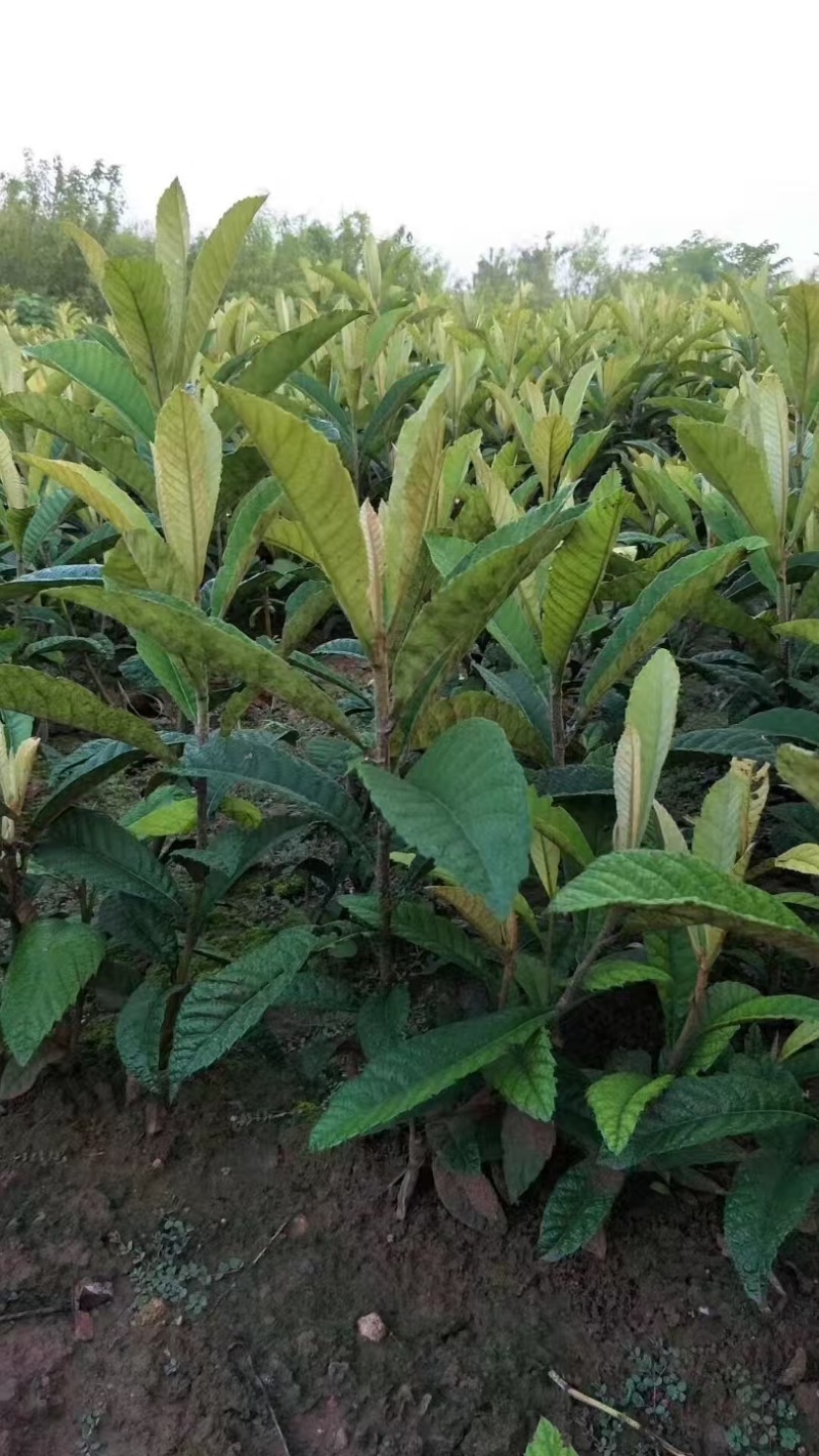 嫁接枇杷树苗成活率高挂果多口感佳规格齐全提供技术指导