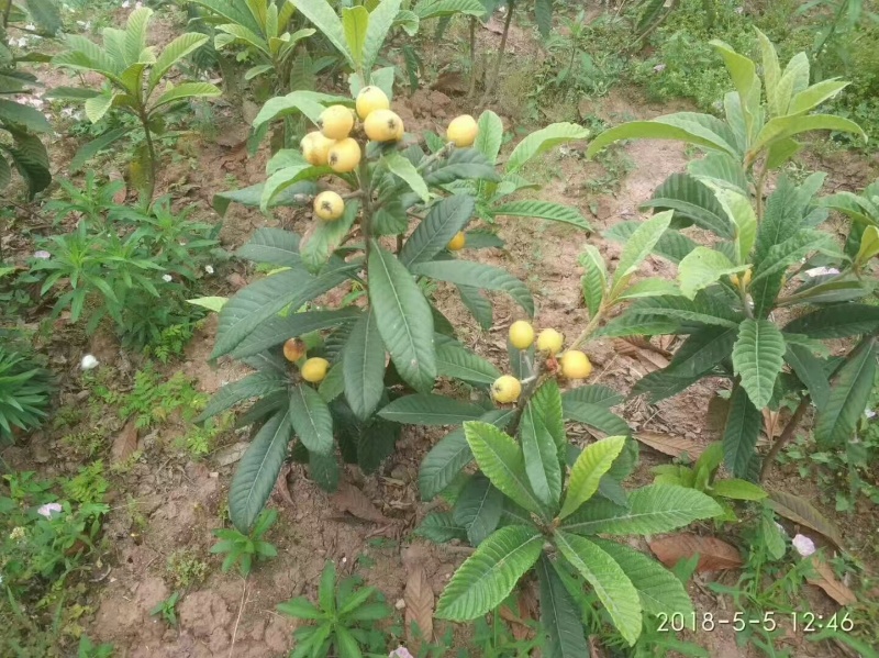 嫁接枇杷树苗成活率高挂果多口感佳规格齐全提供技术指导