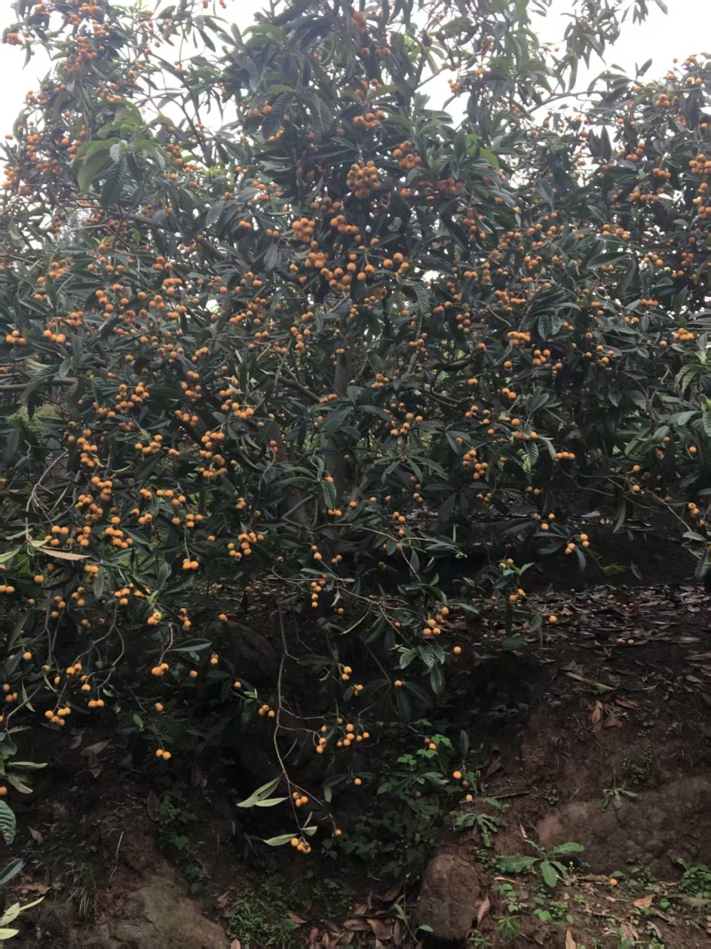 嫁接枇杷树苗成活率高挂果多口感佳规格齐全提供技术指导