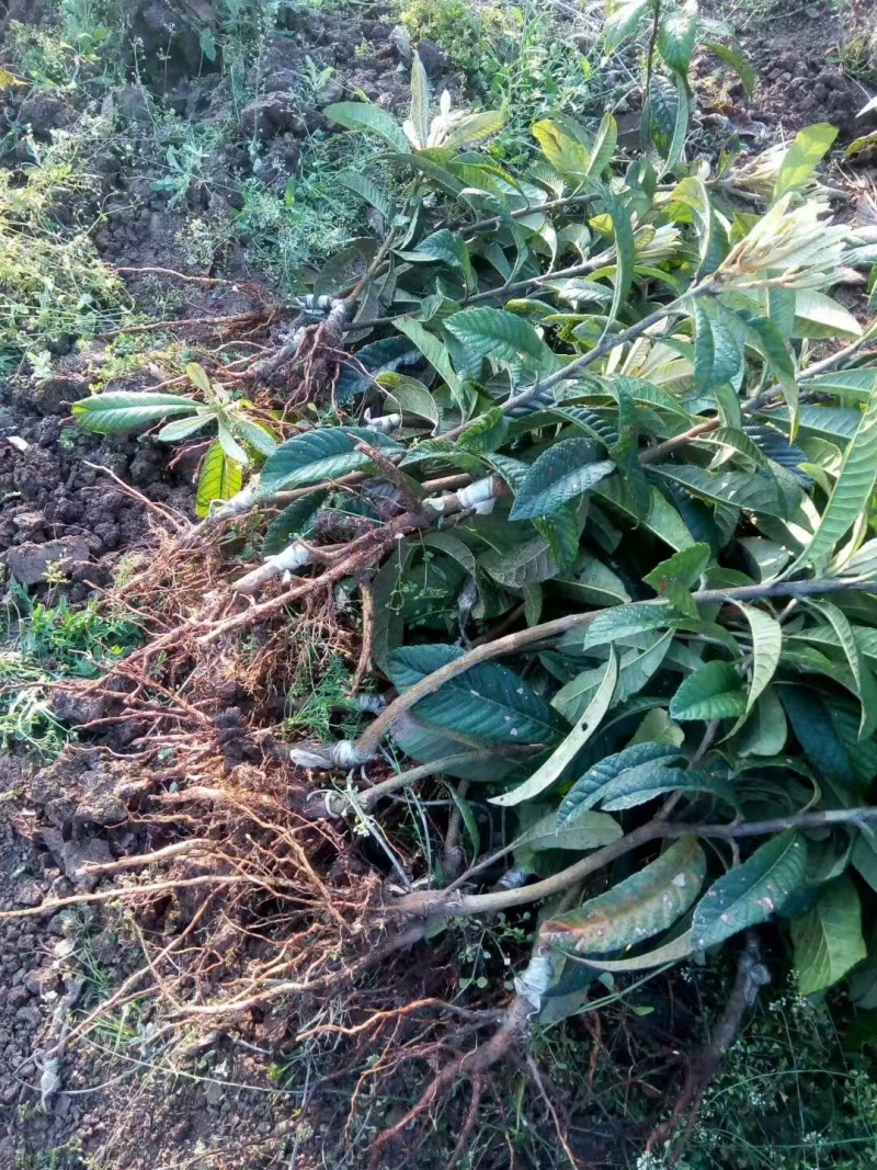 嫁接枇杷树苗成活率高挂果多口感佳规格齐全提供技术指导