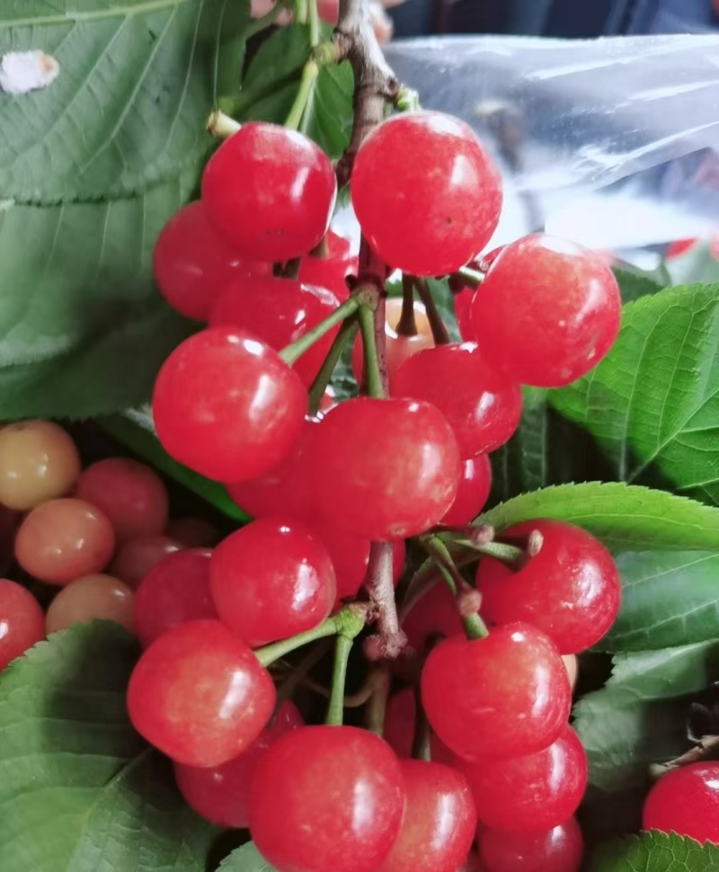 嫁接樱桃苗根系发达提供技术指导基地直发常年经营品种多规格齐全