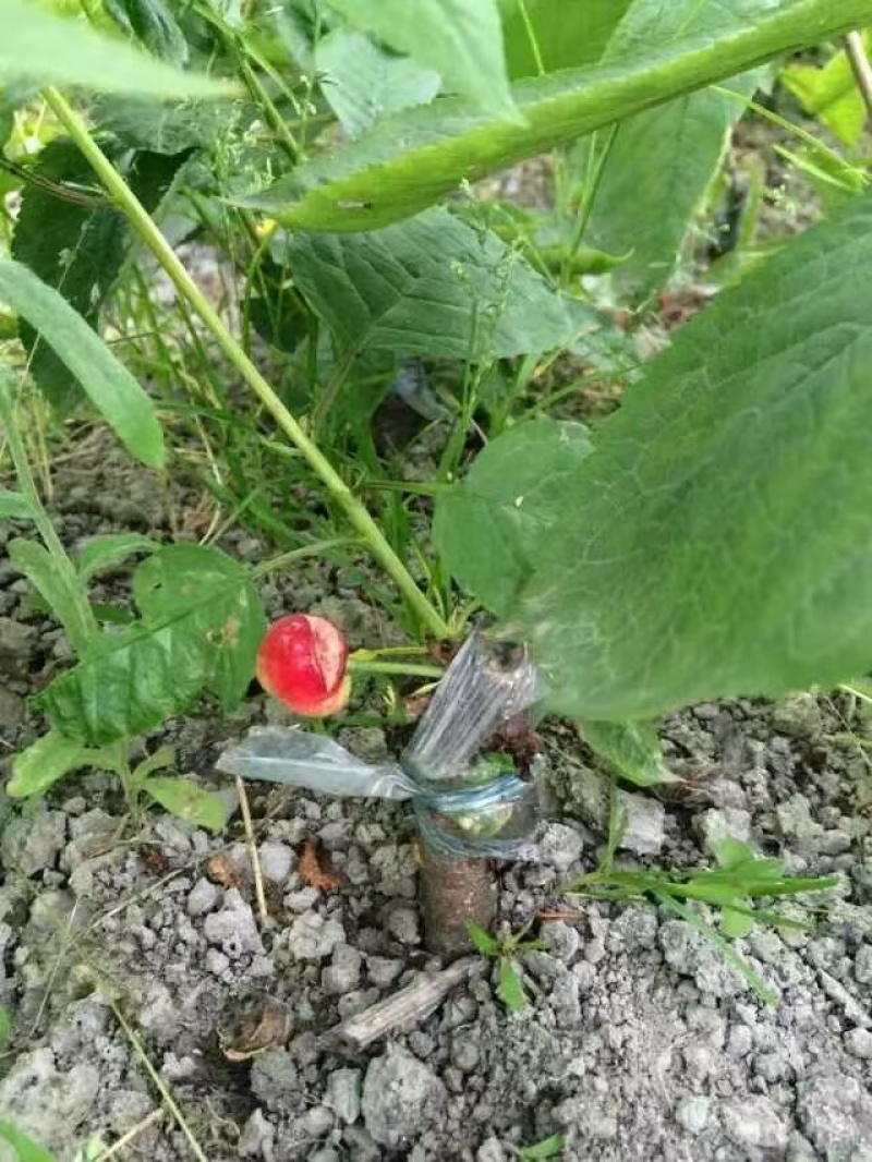 嫁接樱桃苗根系发达提供技术指导基地直发常年经营品种多规格齐全