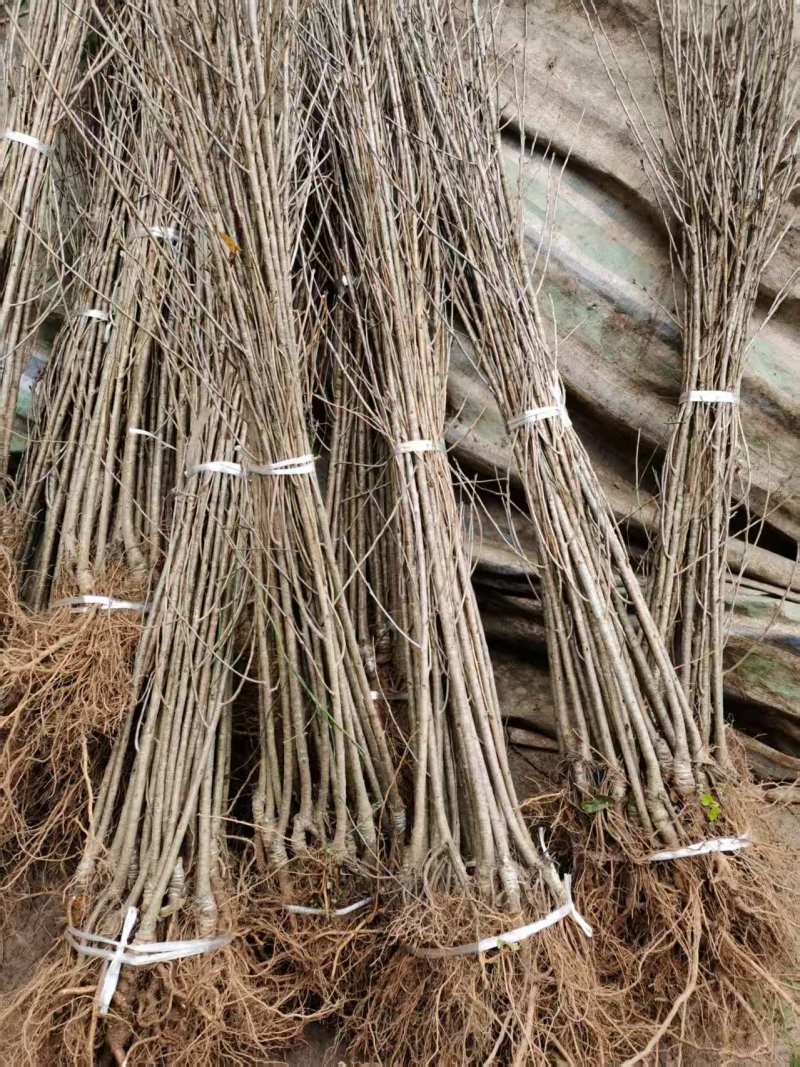 嫁接樱桃苗根系发达提供技术指导基地直发常年经营品种多规格齐全