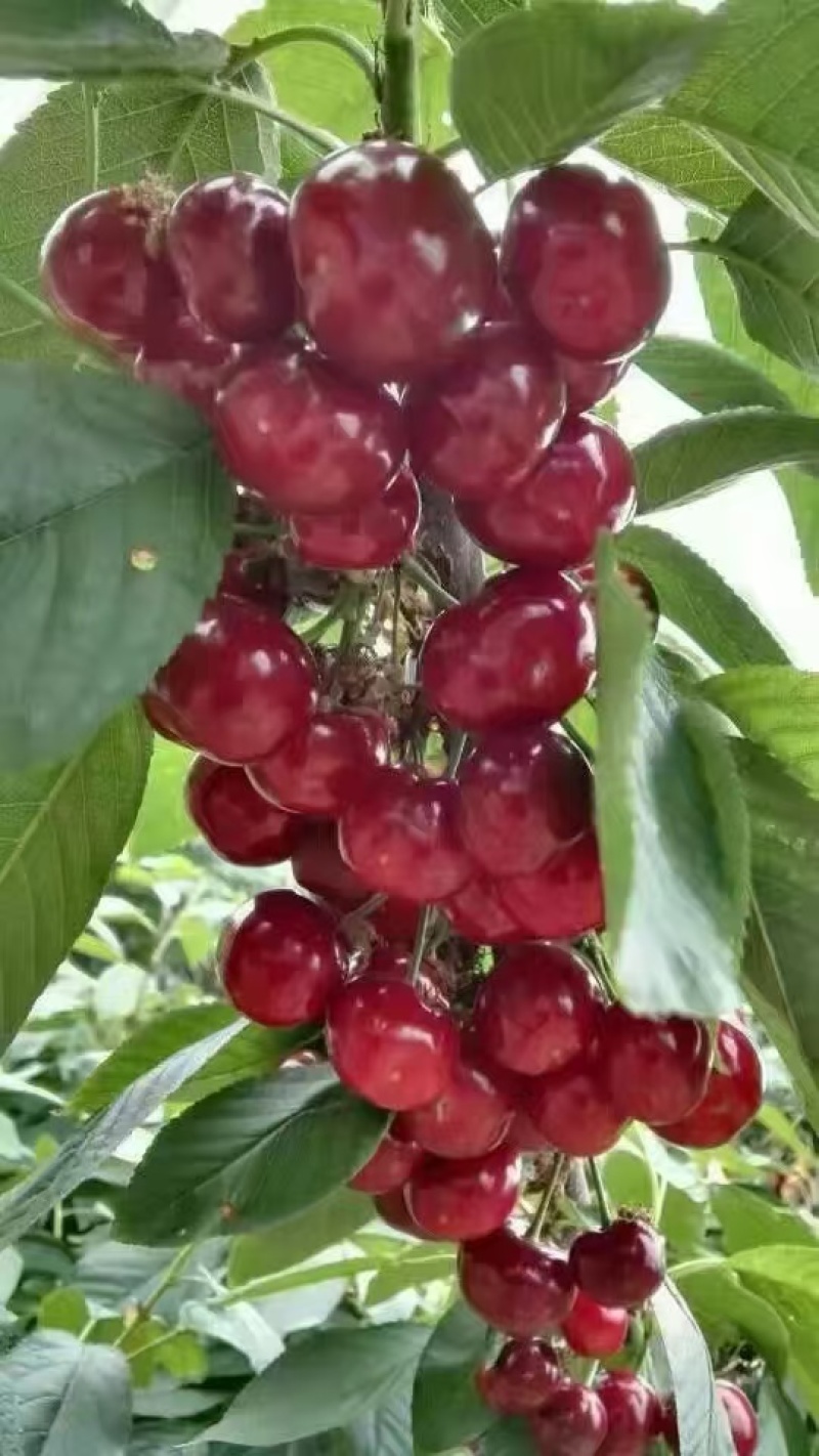 嫁接樱桃苗根系发达提供技术指导基地直发常年经营品种多规格齐全