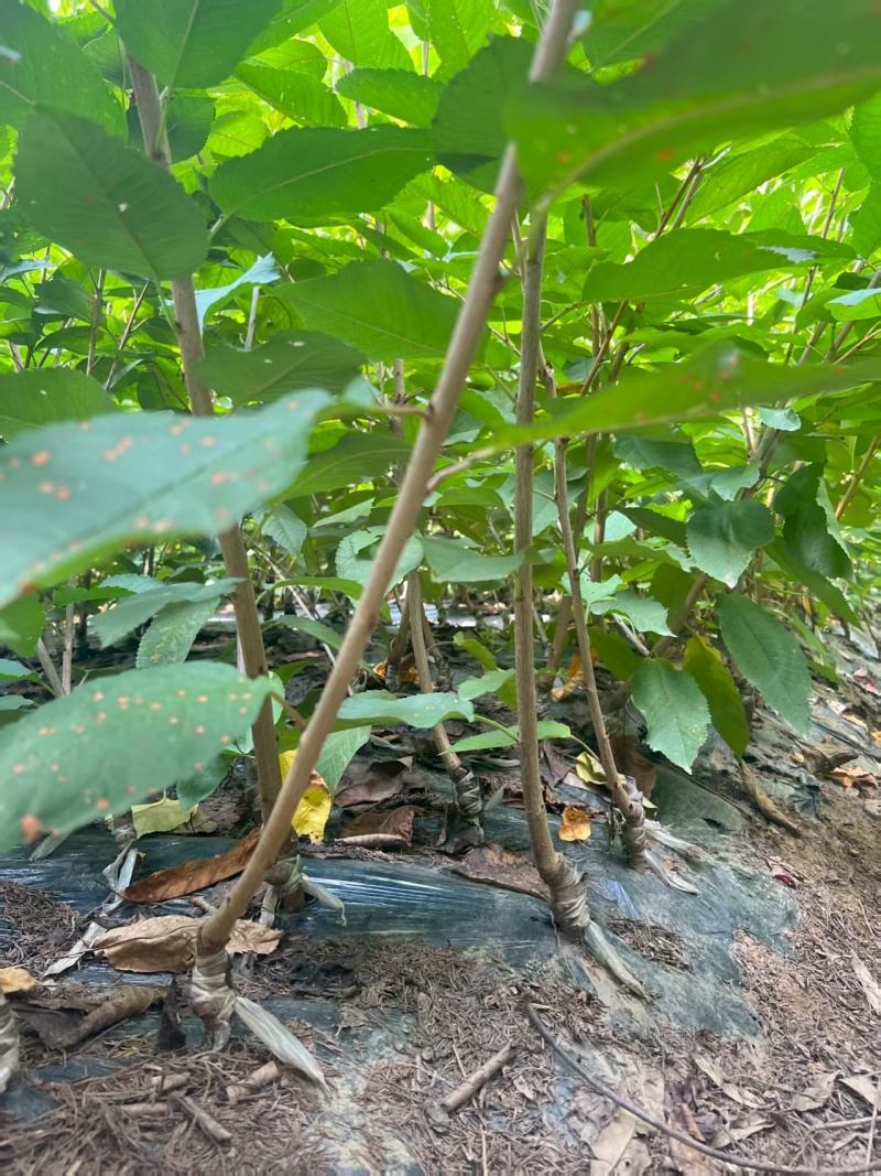 嫁接樱桃苗根系发达提供技术指导基地直发常年经营品种多规格齐全