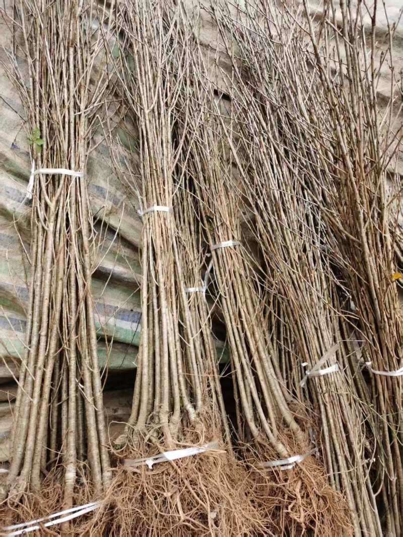 嫁接樱桃苗根系发达提供技术指导基地直发常年经营品种多规格齐全