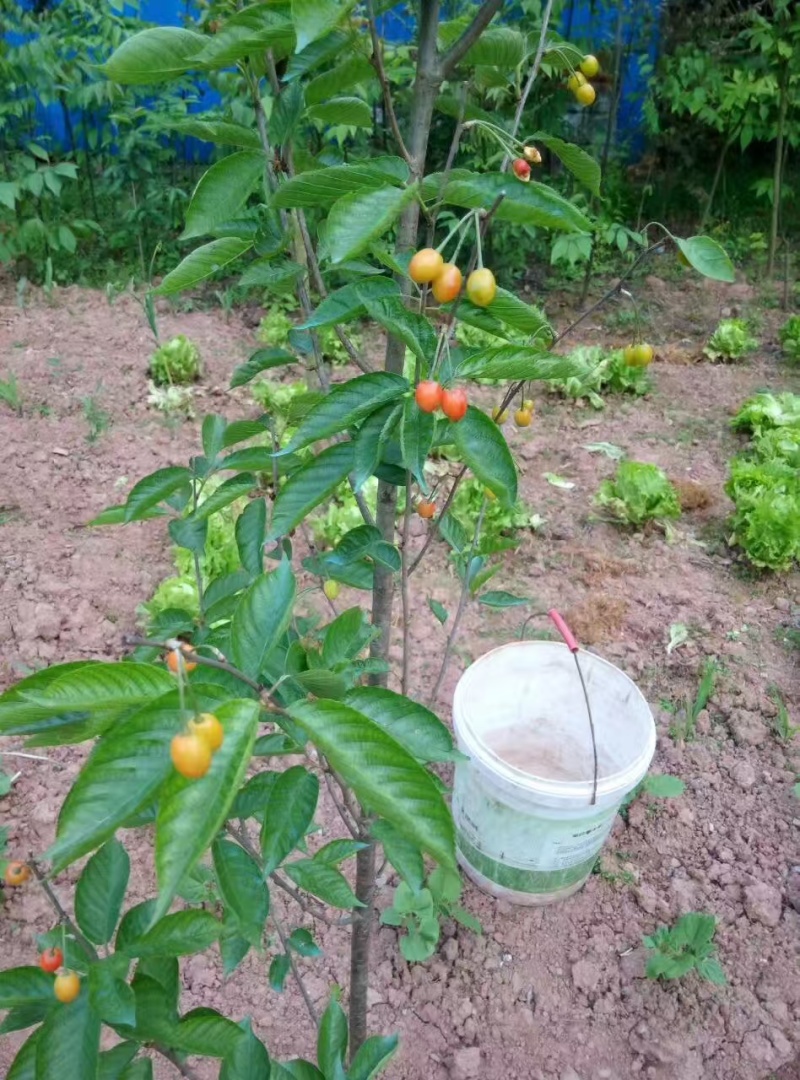嫁接樱桃苗根系发达提供技术指导基地直发常年经营品种多规格齐全