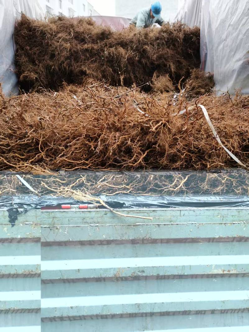 嫁接樱桃苗根系发达提供技术指导基地直发常年经营品种多规格齐全