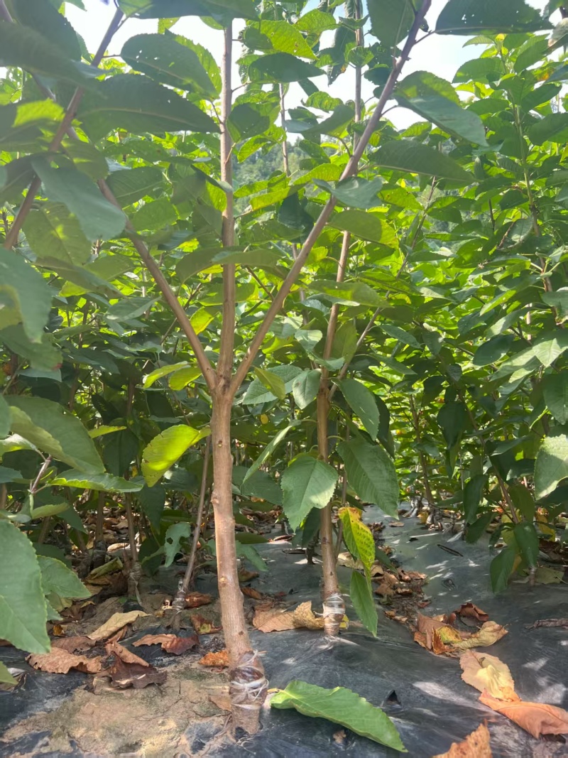 嫁接樱桃苗根系发达提供技术指导基地直发常年经营品种多规格齐全