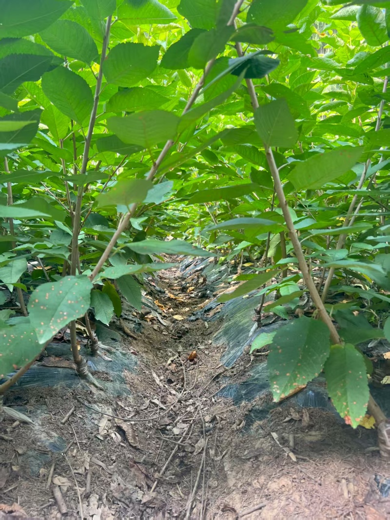 嫁接樱桃苗根系发达提供技术指导基地直发常年经营品种多规格齐全