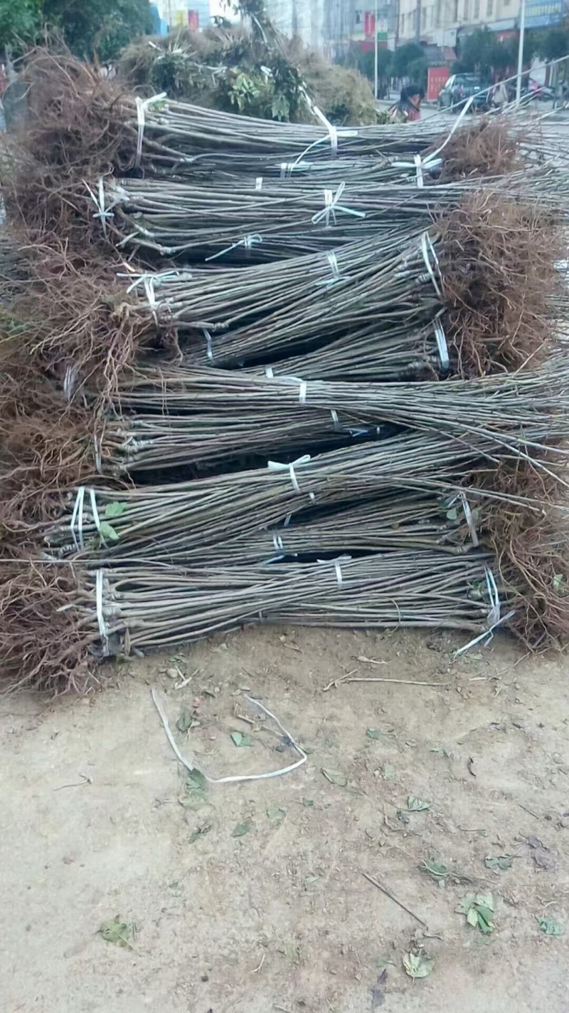 嫁接樱桃苗根系发达提供技术指导基地直发常年经营品种多规格齐全