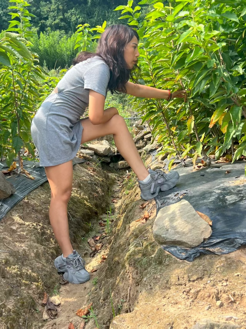 嫁接樱桃苗根系发达提供技术指导基地直发常年经营品种多规格齐全