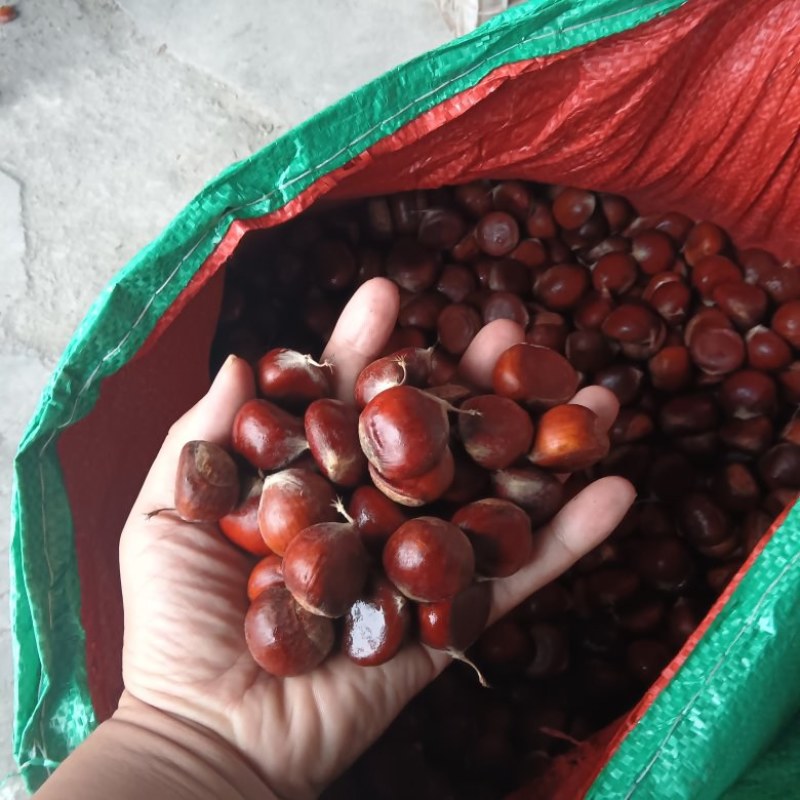 板栗批发