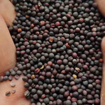 黑菜籽坝上含油量49.2，自种2万亩