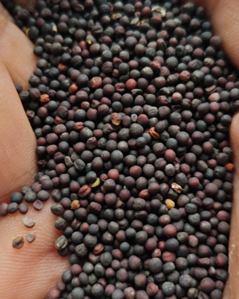 黑菜籽坝上含油量49.2，自种2万亩