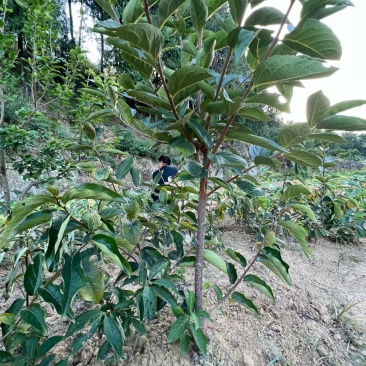 嫁接柿子苗提供技术指导基地直发常年经营品种多规格齐全