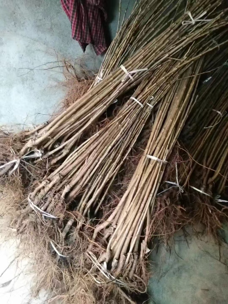 嫁接柿子苗提供技术指导基地直发常年经营品种多规格齐全