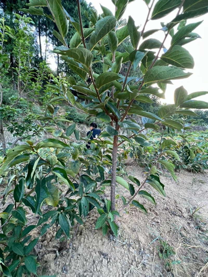 嫁接柿子苗提供技术指导基地直发常年经营品种多规格齐全