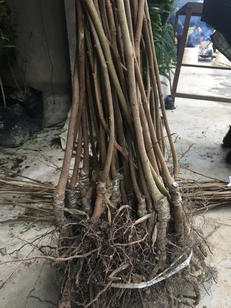 嫁接柿子苗提供技术指导基地直发常年经营品种多规格齐全