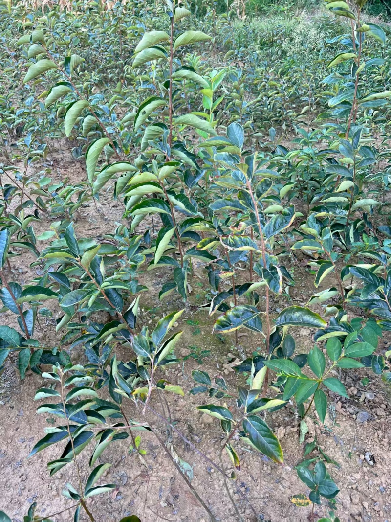 嫁接柿子苗提供技术指导基地直发常年经营品种多规格齐全