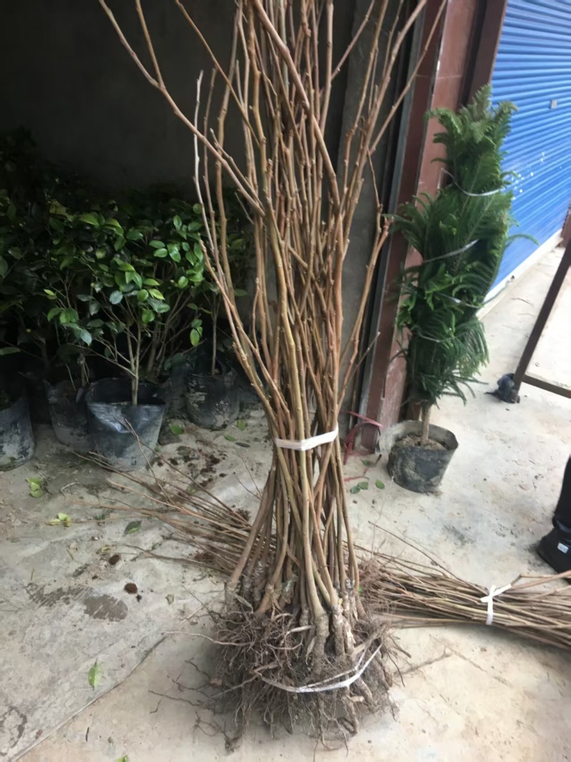 嫁接柿子苗提供技术指导基地直发常年经营品种多规格齐全