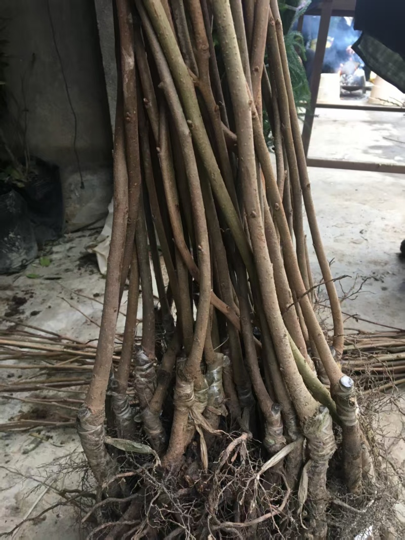 嫁接柿子苗提供技术指导基地直发常年经营品种多规格齐全
