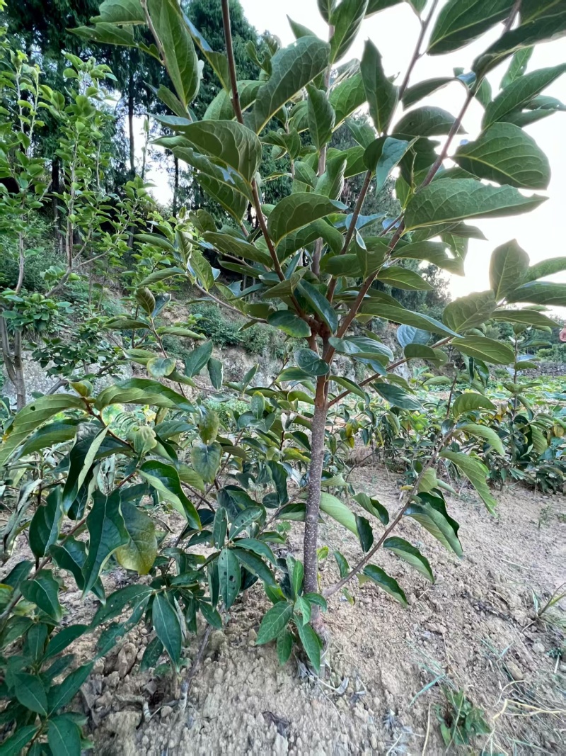 嫁接柿子苗提供技术指导基地直发常年经营品种多规格齐全