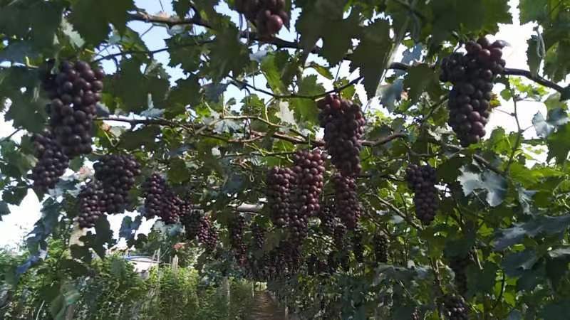辽宁营口鲅鱼圈区巨峰葡萄，图片实图，果粒饱满，上色均匀。
