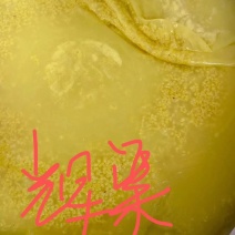 正宗辉渠小米