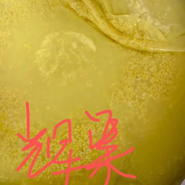 正宗辉渠小米