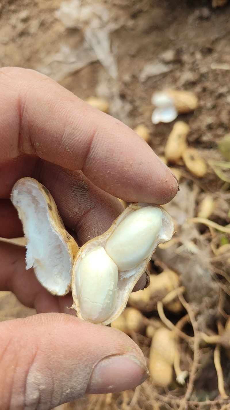 牛奶花生大量有货，需要联系