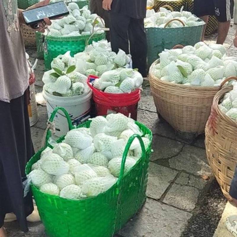 正宗广西番石榴清脆爽口维C含量高