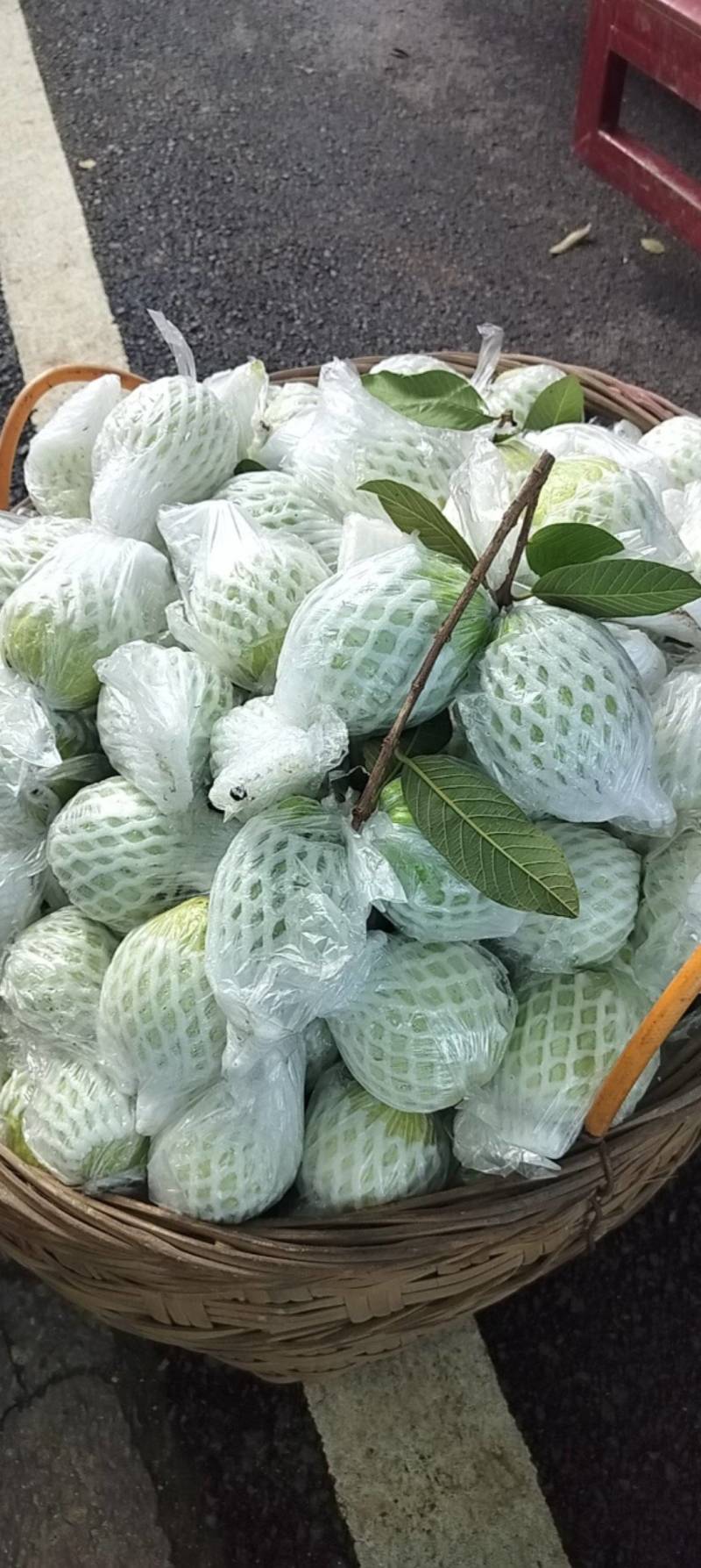 正宗广西番石榴清脆爽口维C含量高