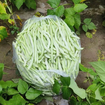 涿鹿县大堡镇上貂蝉村批发豆角，需要自己来收货，费用现结