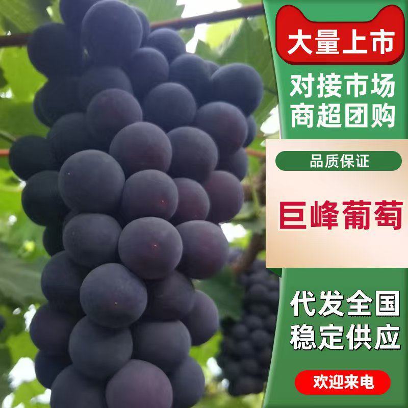 巨峰葡萄大量上市产地直发品质保证，服务周到，诚信经营