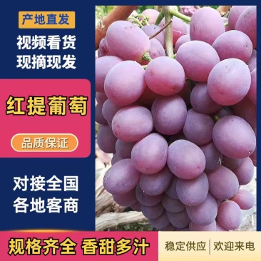 红提葡萄诚信经营，客户至上一手货源品质保证