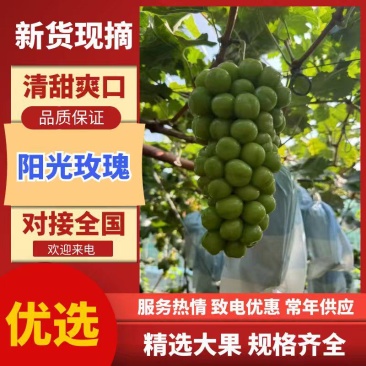 阳光玫瑰葡萄精品葡萄电商市场商超社区团购产地直发一手