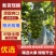 阳光玫瑰葡萄精品葡萄电商市场商超社区团购产地直发一手