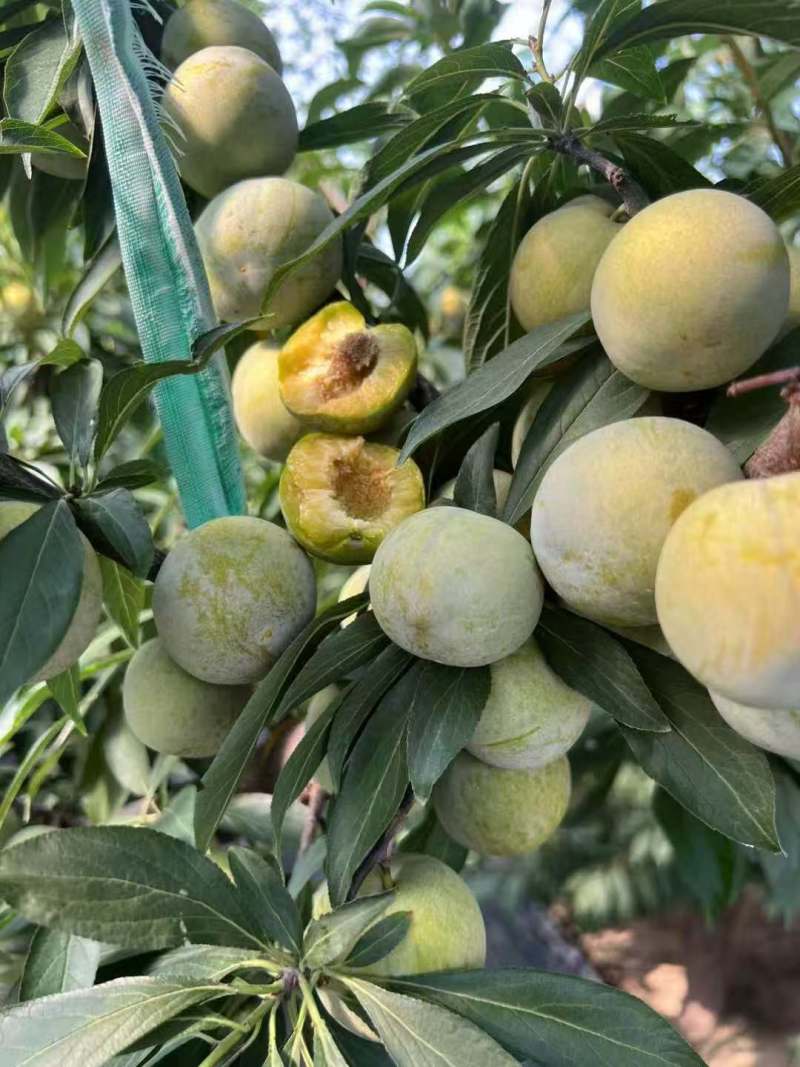 四川达州脆红李